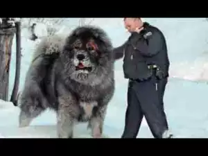 Video: Top 10 Strongest Dogs in the World